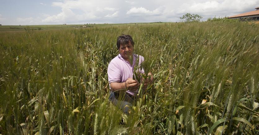 «Grano Armando», la filiera della pasta si allarga a 833 fornitori e 1500 addetti